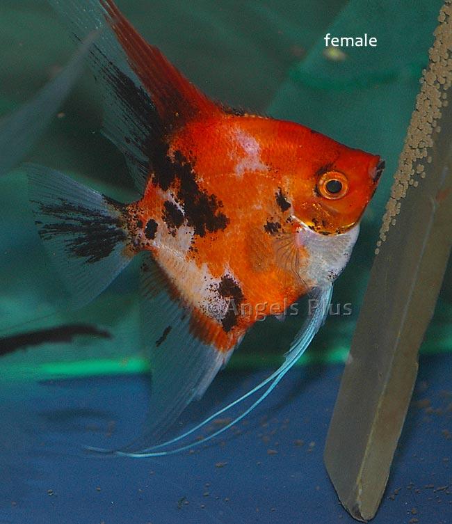 Tropical Fish Bred Here – Angels Plus