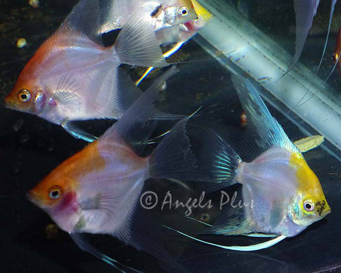 Freshwater Angelfish For Sale Angels Plus