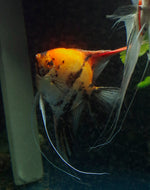 Angelfish: Premium Koi