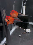 Breeding Pair - Koi Angelfish  #3287
