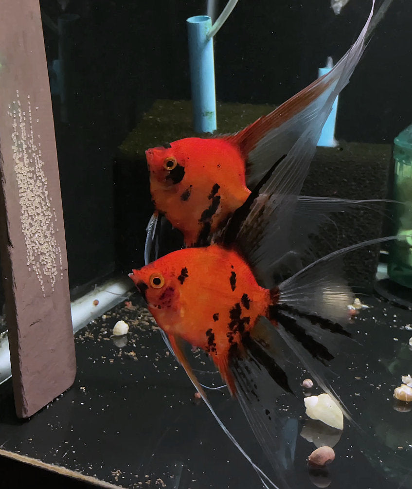 Koi Angelfish Breeding pair #3339