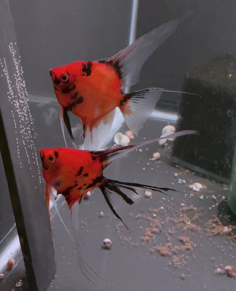 Koi Angelfish Breeding pair #3344