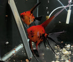Koi Angelfish Breeding pair #3371