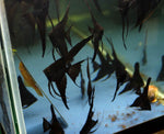 Black Angelfish Juveniles
