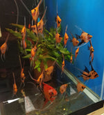 Select Koi Angelfish Juveniles