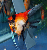 Premium Koi Angelfish