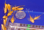 Albino Bristlenose Juveniles