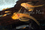 Longfin Albino Bristlenose