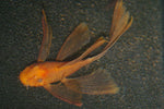 Longfin Orange Bristlenose