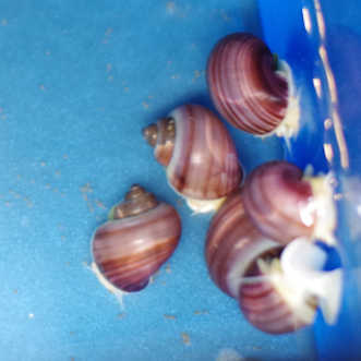 Light Striped Purple Mystery Snail