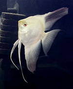 Seal Point (BSP) Angelfish - large