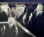 Group of large Seal Point Angelfish