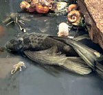 Green Dragon Bristlenose Longfin adult