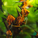 Select Koi - Quarter size