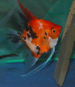 Adult select koi