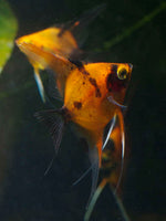 Select Koi - nickel size