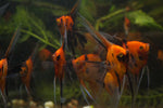 Grade AA Select Koi Angelfish
