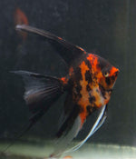 Angelfish: Orange Marble