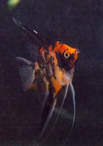 Orange Marble Angelfish - Medium