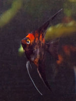 Orange Marble Angelfish - Medium