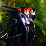 Angelfish: Orange Marble