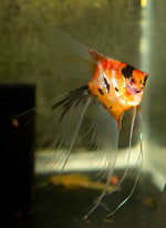 Premium Koi Angelfish