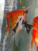Premium Koi Angelfish