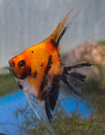 Premium Koi Angelfish - 50cent size