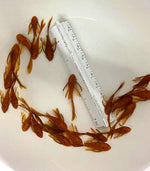 Red Bristlenose Juveniles