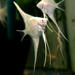 Albino Dantum Juvenile Angelfish