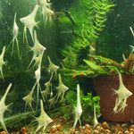 Albino Dantum Juvenile Angelfish