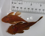 Red Bristlenose Breeding Pair