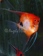 Premium Koi Angelfish