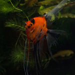 Select Koi Veil Angelfish Adult