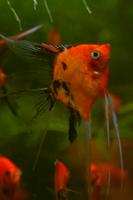 Grade AA Select Medium Koi Angelfish