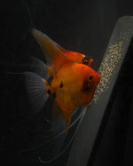 Select Koi Adult pair