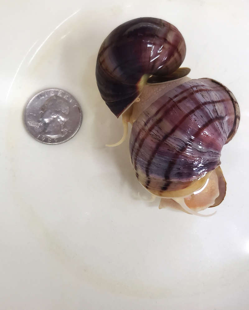 Mystery Snails for sale Angels Plus