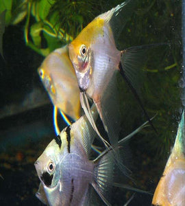 Why Quarantine For New Aquarium Fish Is So Important