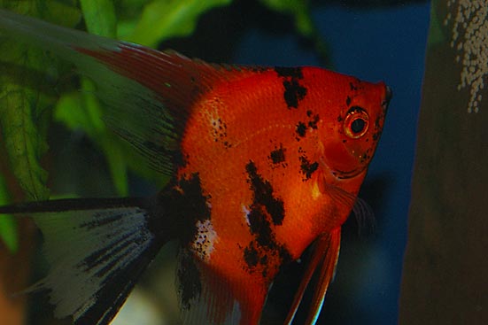 Koi Angelfish Color Enhancing