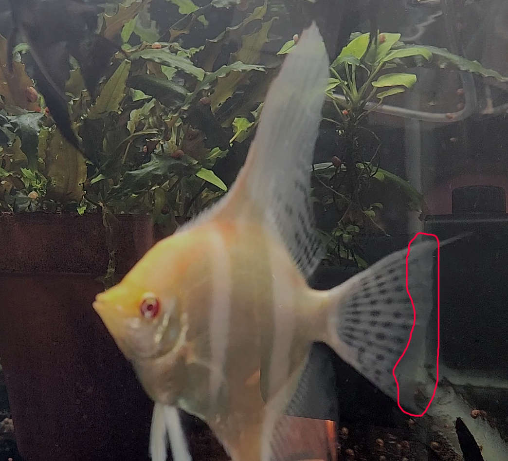 How to Heal Damaged Fins on a Mature Angelfish