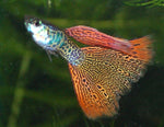 Guppy - Variegated Red Snakeskin