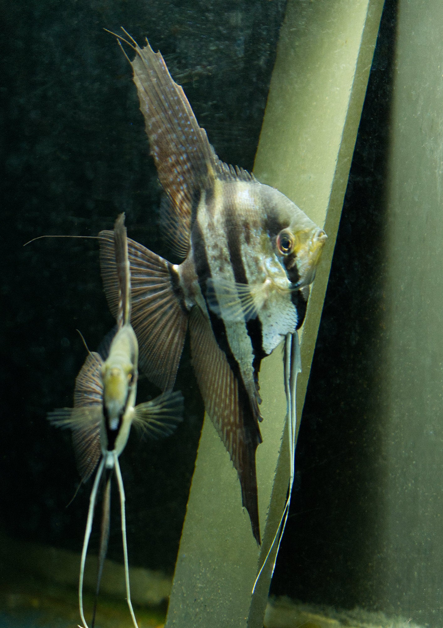 Nanay Angelfish Breeding pair (75% cross)
