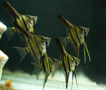 Peruvian Angelfish (75%) crossed to Albino