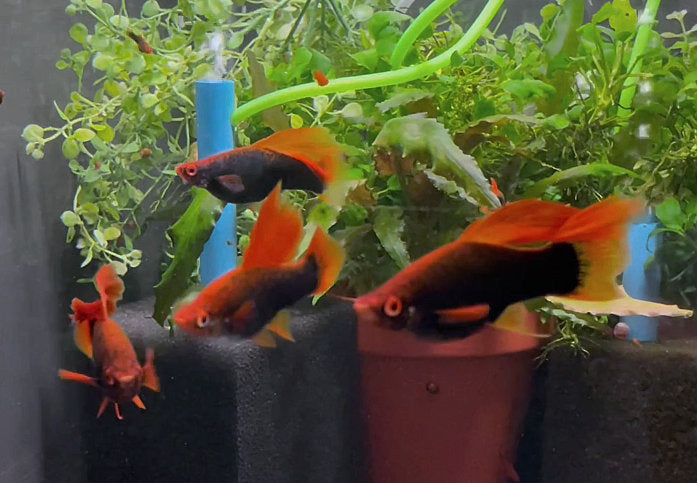 Alpha Swordtail Fish - Breeders