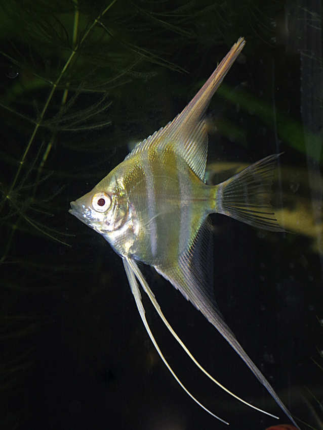 Angelfish - Albino Dantum Cross