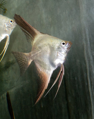 Dark Lilac Point Angelfish