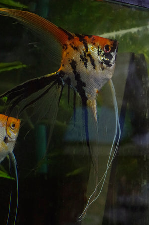 Gold Marble Angelfish Breeding pair #2400 - male