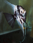 Angelfish:  Dark Marble Blushing