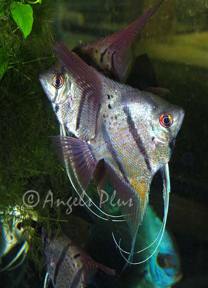 Wild Peruvian Angelfish for sale – Angels Plus