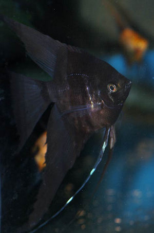 Angelfish - Streaked Black